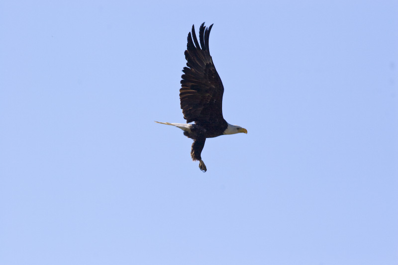 Bald Eagle In Flight